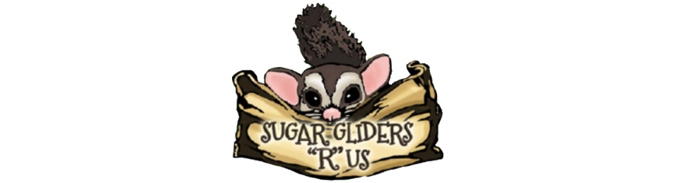 Sugar Gliders *R* Us