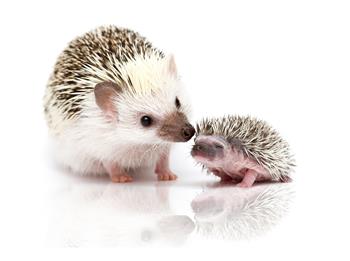 Hedgehog,Whats The Best Gin On The Market